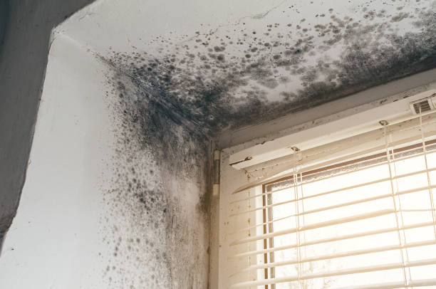 Affordable Basement Mold Removal solutions in Decatur, GA